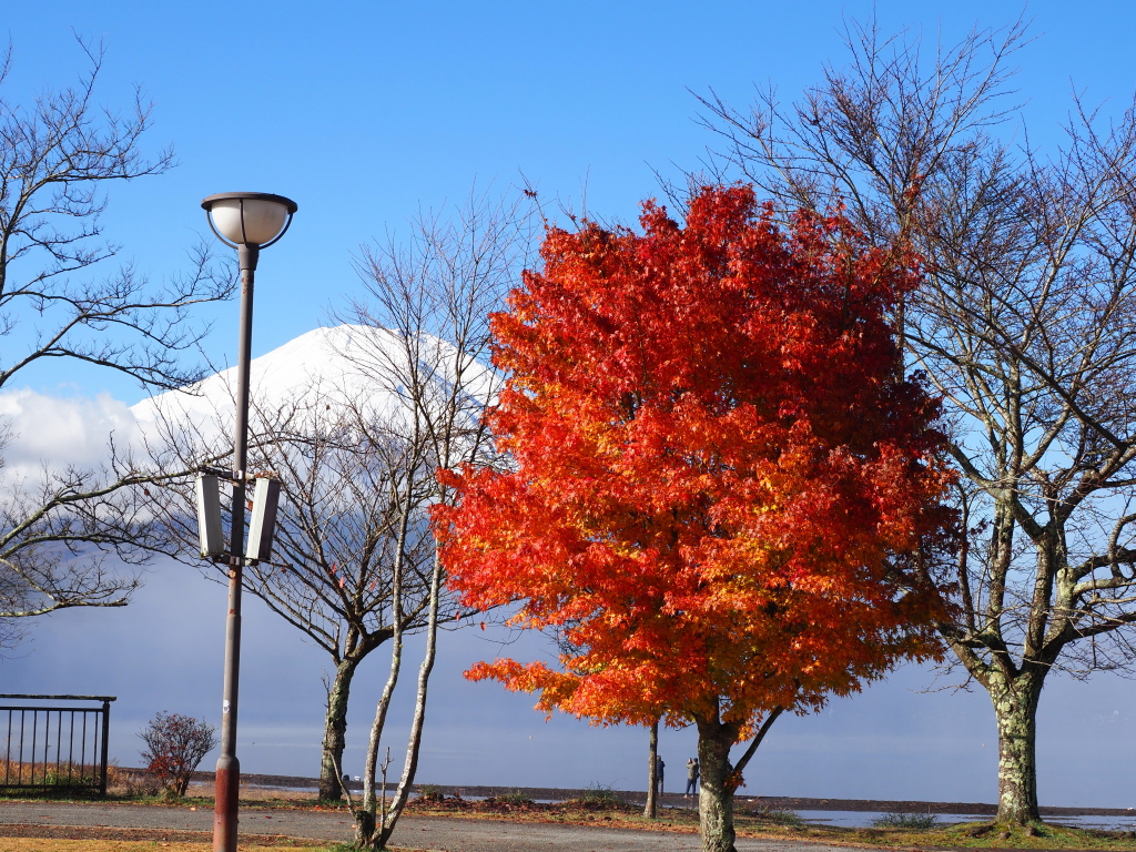 11/22 �g�t���J