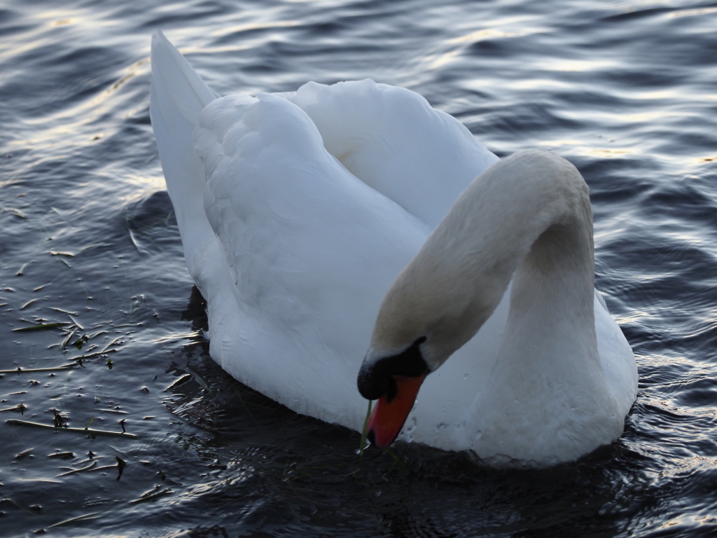 12/15 ���Ă�����