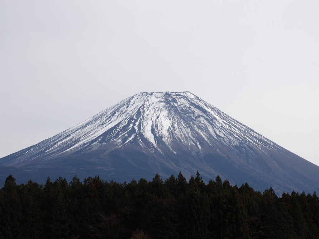 12/20 ������������̕x�m�R