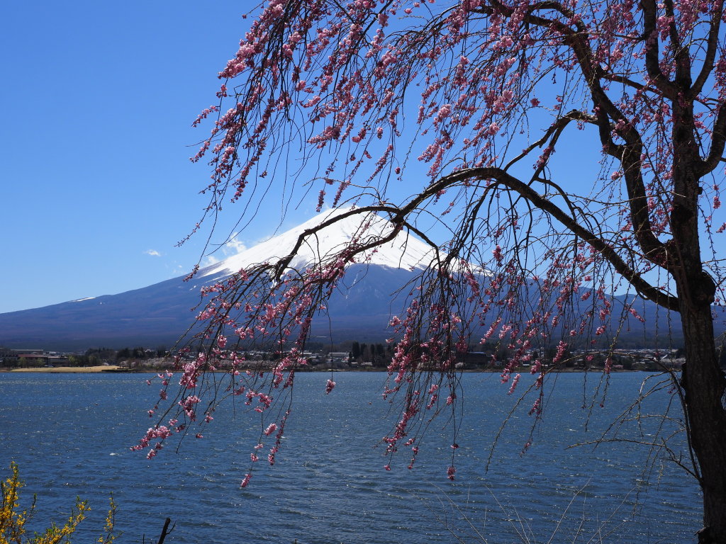 4/16 �͌��΂̂������