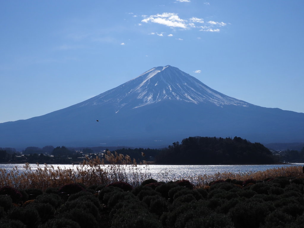 12/11 �͌��΂���̕x�m�R