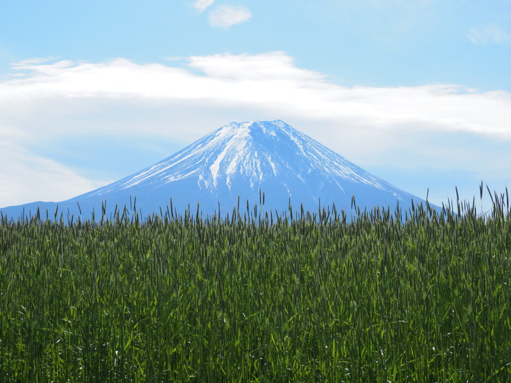 �������� �_�ƕx�m�R