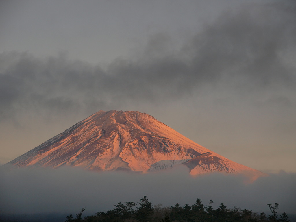 �\���؁@�z�O�x����̒��Ă��̕x�m�R