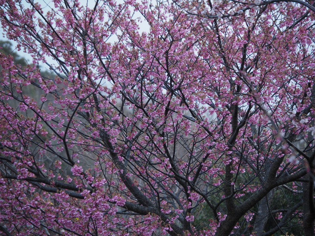 ���J�̍����l��