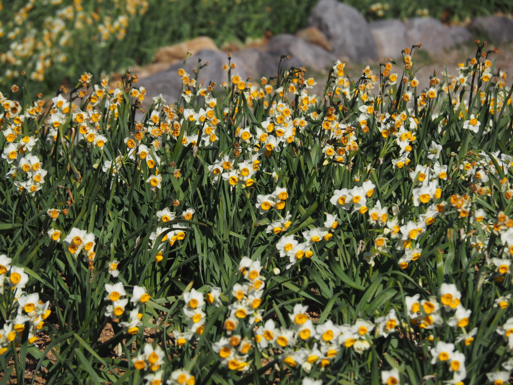 ���J�̐���