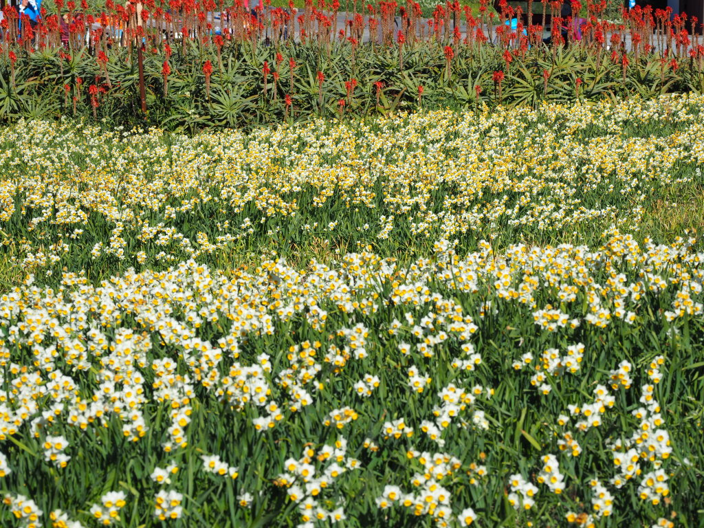 �ܖ؍�̐���