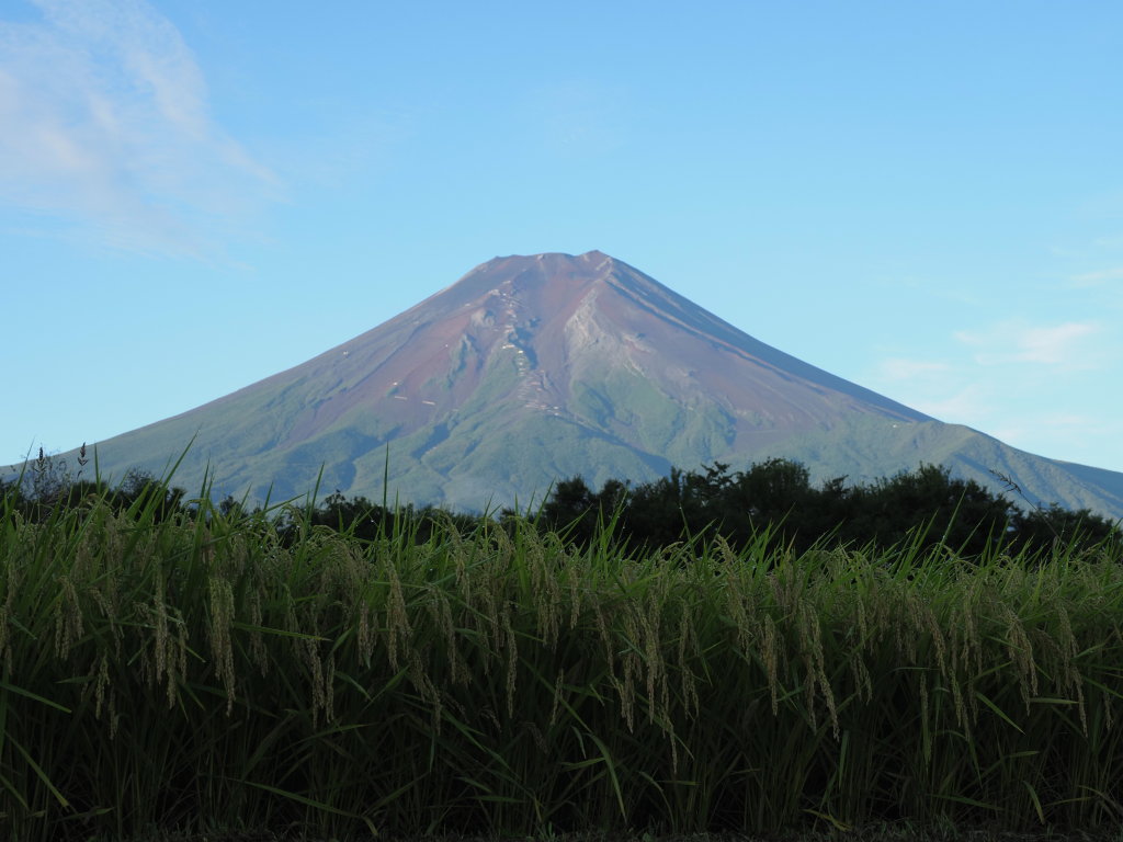 �_������ �C�l�ƕx�m�R