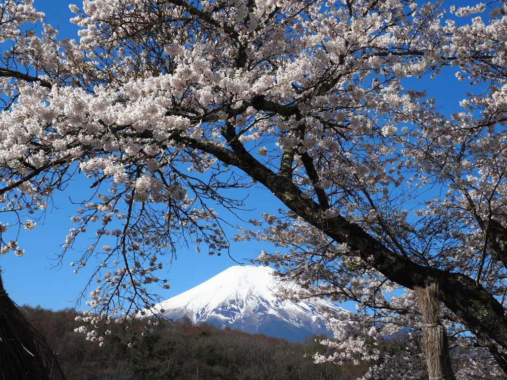 �E�씪�C�@���ƕx�m�R