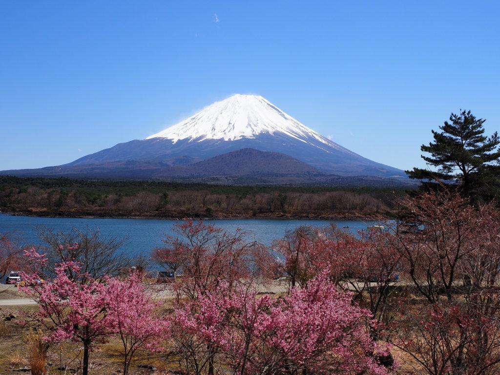 ���i�΂���̕x�m�R