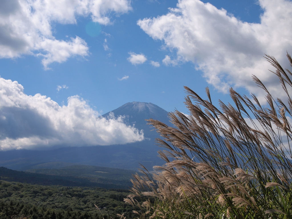 �p�m���}��@�X�X�L�ƕx�m�R