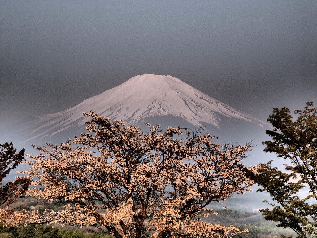 �p�m���}�� ���ƕx�m�R