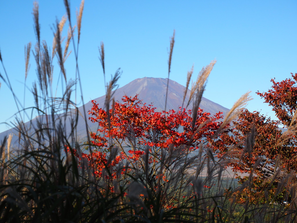 �p�m���}��@�������ƍg�t�̕x�m�R