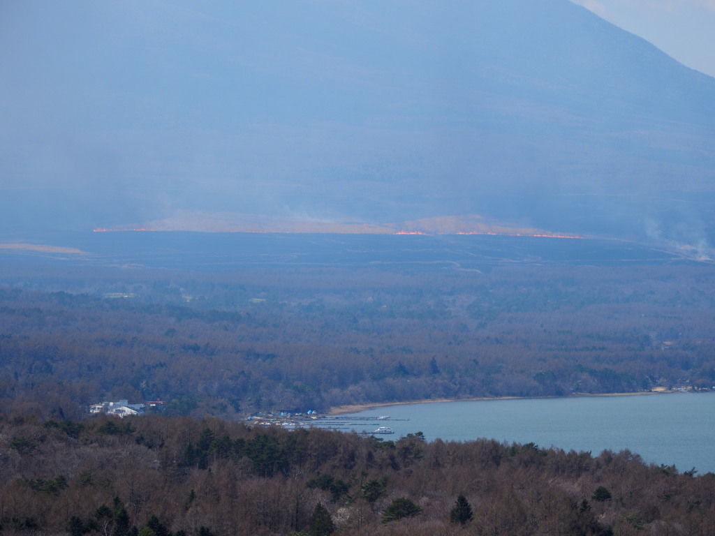 �p�m���}��@���P���̖�Ă�