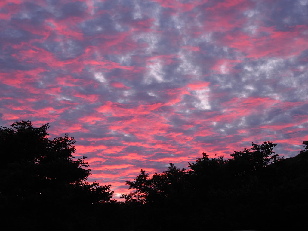 �p�m���}�� ���̋�