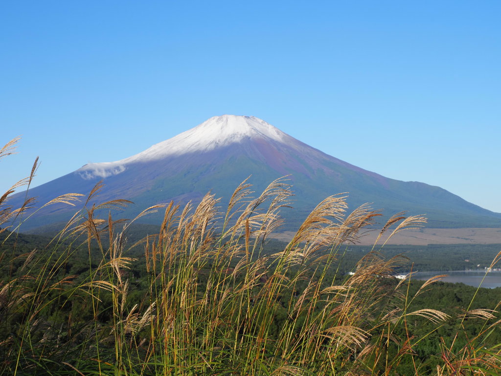 �p�m���}�� �X�X�L�ƕx�m�R