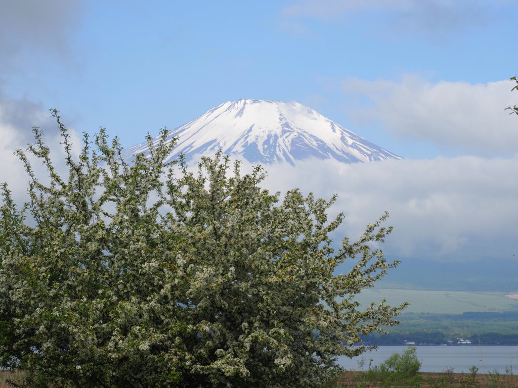 �L���� ���݂̖؂ƕx�m�R