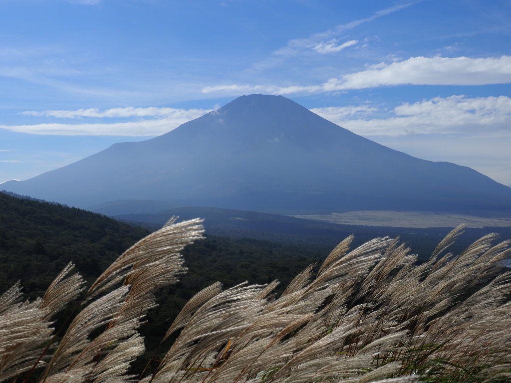 �p�m���}�� �X�X�L�ƕx�m�R