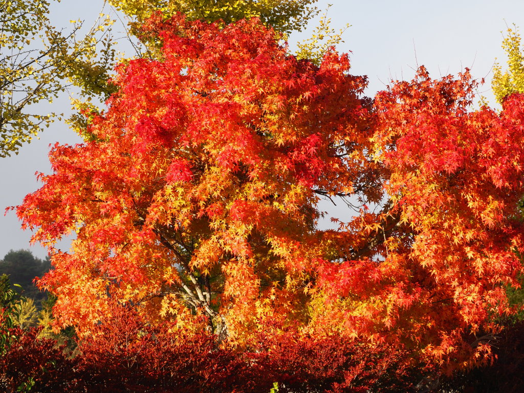 �����d�l �g�t