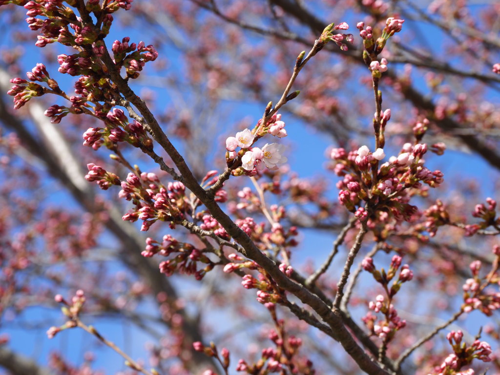 �L�����@���炭